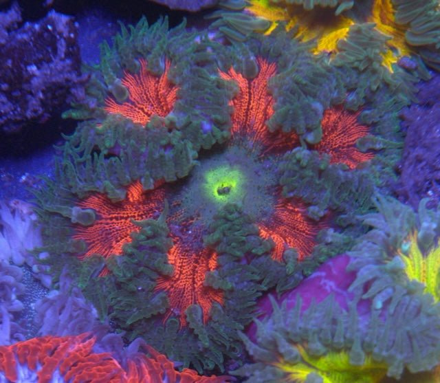 Chili Pepper Red Flower Anemone Coral Reef Aquarium Tank Fish - Reef Gardener