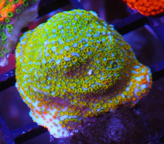Chunky Rainbow Montipora - Reef Gardener