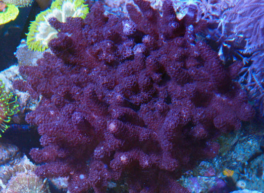 Cookies and Cream Devil's Hand Leather Coral Reef Aquarium 2 - Reef Gardener