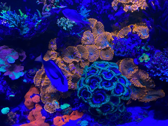 Double Bouncing Forest Fire Orange Rhodactis Mushroom Coral Reef - Reef Gardener