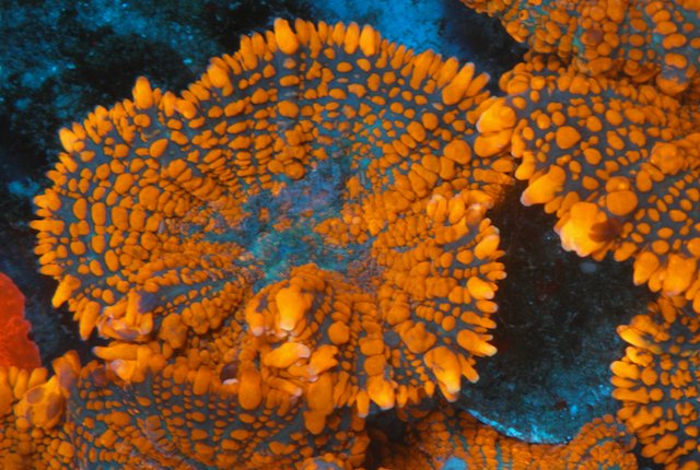 Double Bouncing Forest Fire Orange Rhodactis Mushroom Coral Reef - Reef Gardener