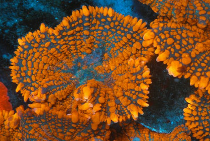 Double Bouncing Forest Fire Orange Rhodactis Mushroom Coral Reef - Reef Gardener