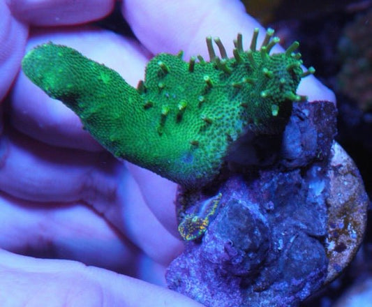 Emerald Green Devil's Hand Leather Lobophyton - Reef Gardener