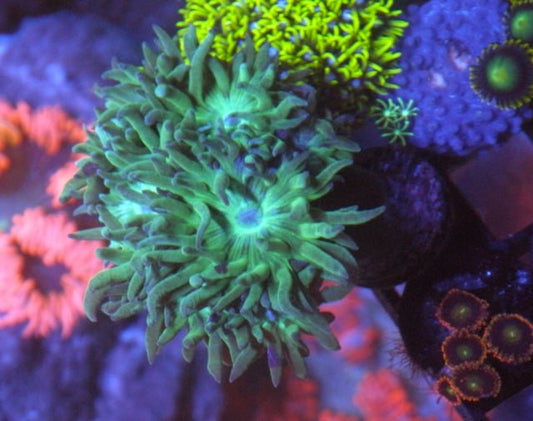 Emerald Violet Duncanopsammia LPS Coral Reef Aquarium 2 - Reef Gardener