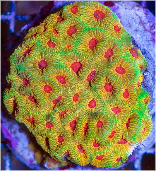 Fascination Favia LPS Beginner Coral Reef 3 - Reef Gardener