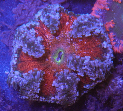 Frozen Volcano Ruby Flower Rock Anemone Build Your Own Pack Coral Reef - Reef Gardener