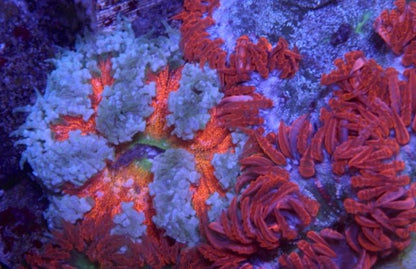 Frozen Volcano Ruby Flower Rock Anemone Build Your Own Pack Coral Reef - Reef Gardener