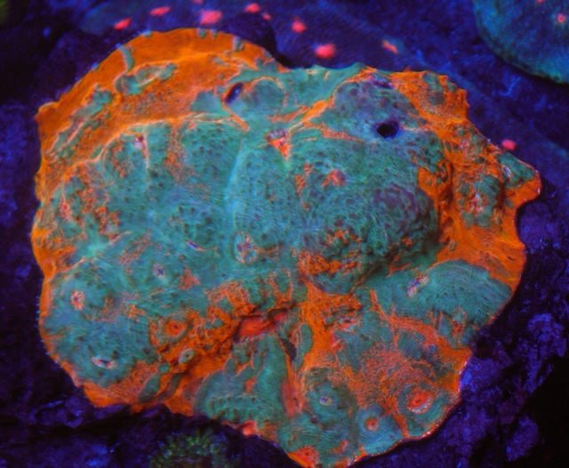 Goku Rainbow Orange Chalice LPS Coral Reef Aquarium - Reef Gardener