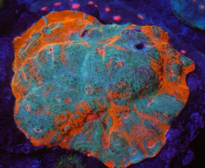 Goku Rainbow Orange Chalice LPS Coral Reef Aquarium - Reef Gardener