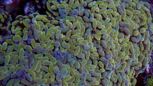 Gold Magic Hammer Coral Euphyllia Reef Saltwater Aquarium 2 - Reef Gardener