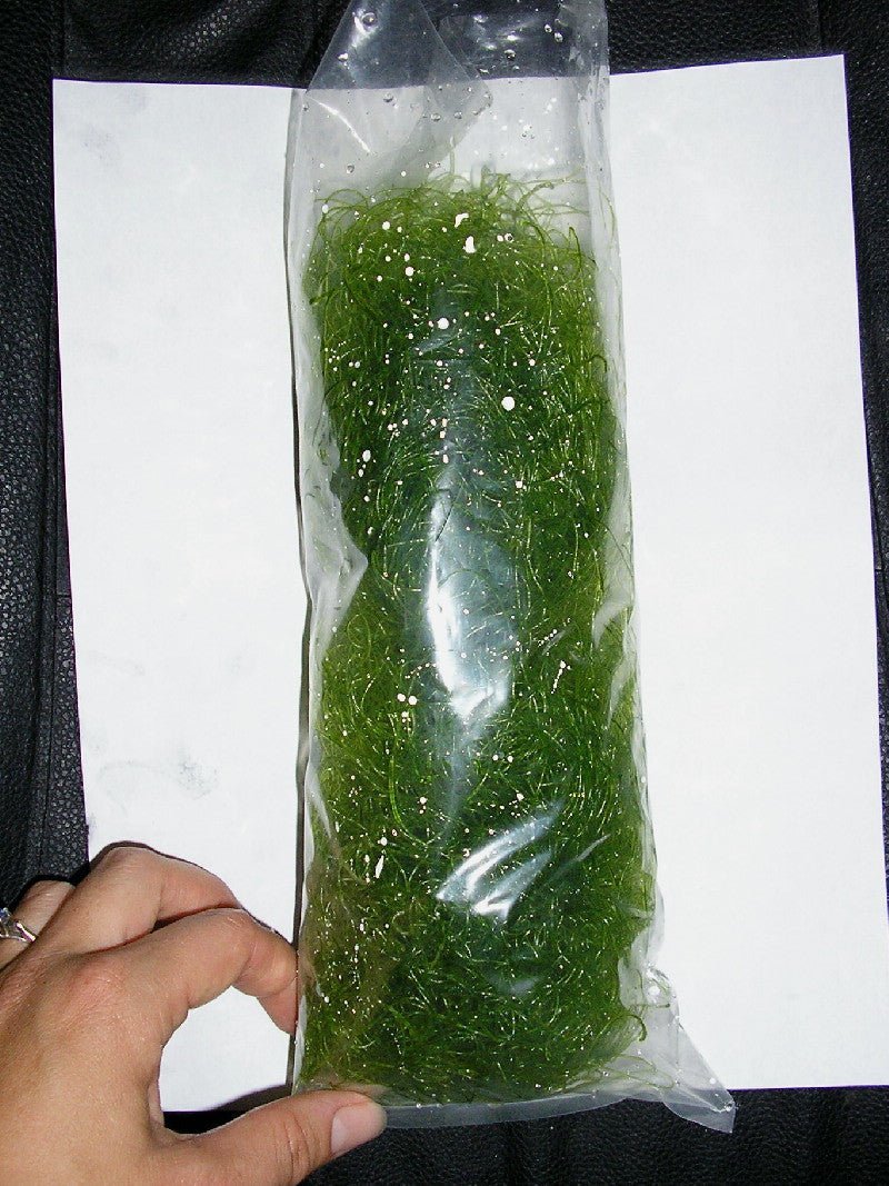 Green Chaetomorpha Spaghetti Macro Algae Refugium Reef Aquarium - Reef Gardener
