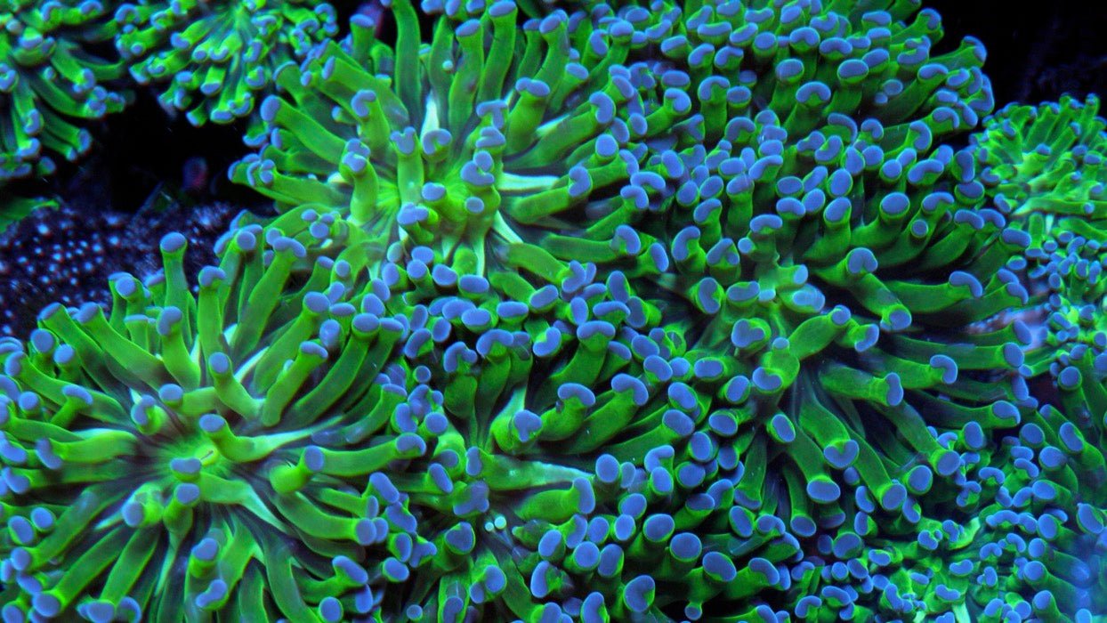 Green Violet Tips Hammer Torch Euphyllia Coral Reef Aquarium - Reef Gardener