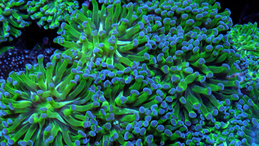 Green Violet Tips Hammer Torch Euphyllia Coral Reef Aquarium - Reef Gardener