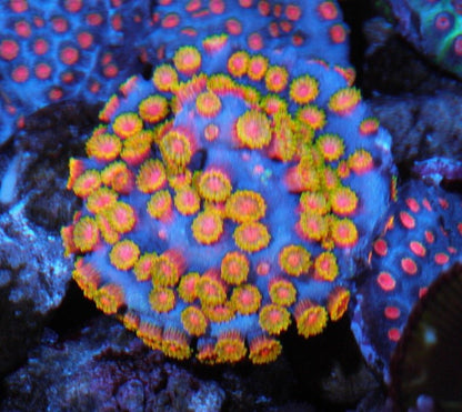 Hot WWC Bizarro Cyphastrea LPS Coral Reef Aquarium - Reef Gardener