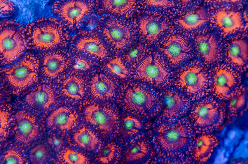 Big Red WWC Illuminati Zoanthids Coral Reef Aquarium