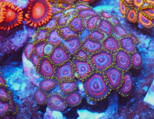 Hypnotic Cherries Zoanthids Coral Reef Aquarium Fish Tank - Reef Gardener