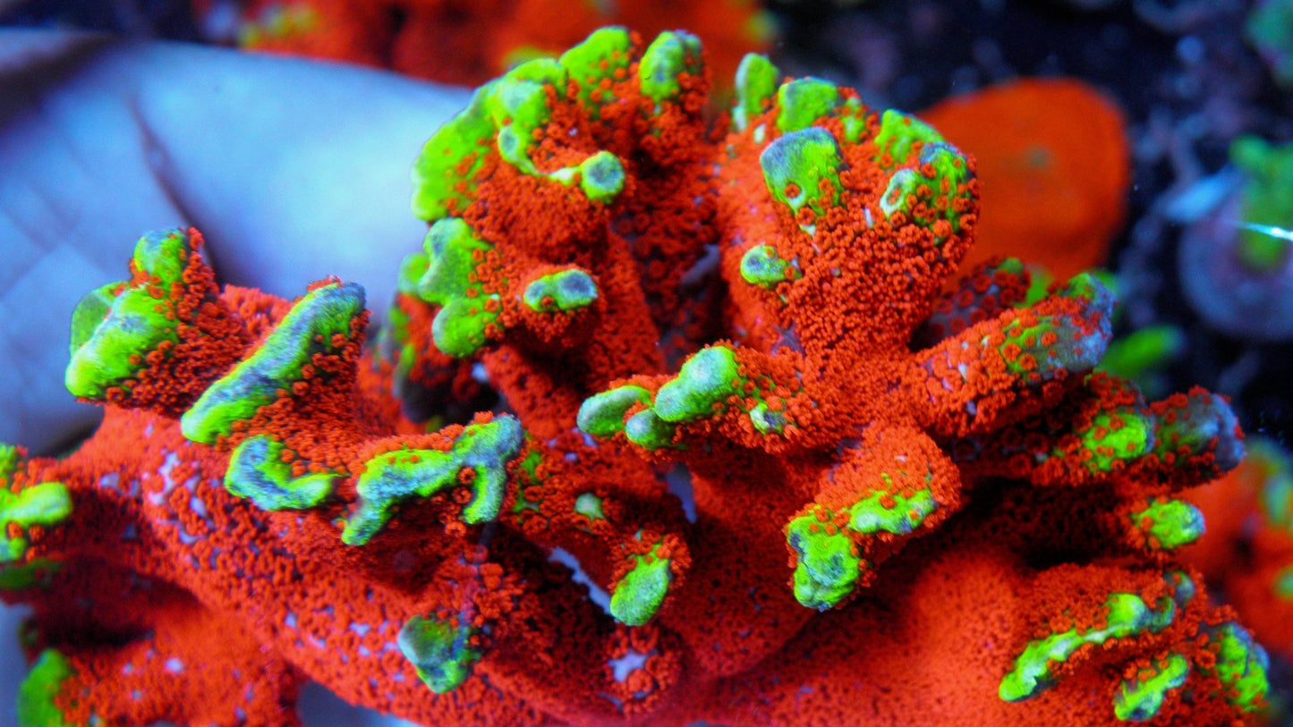 Intergalactic Rainbow Montipora digitata 2 - Reef Gardener