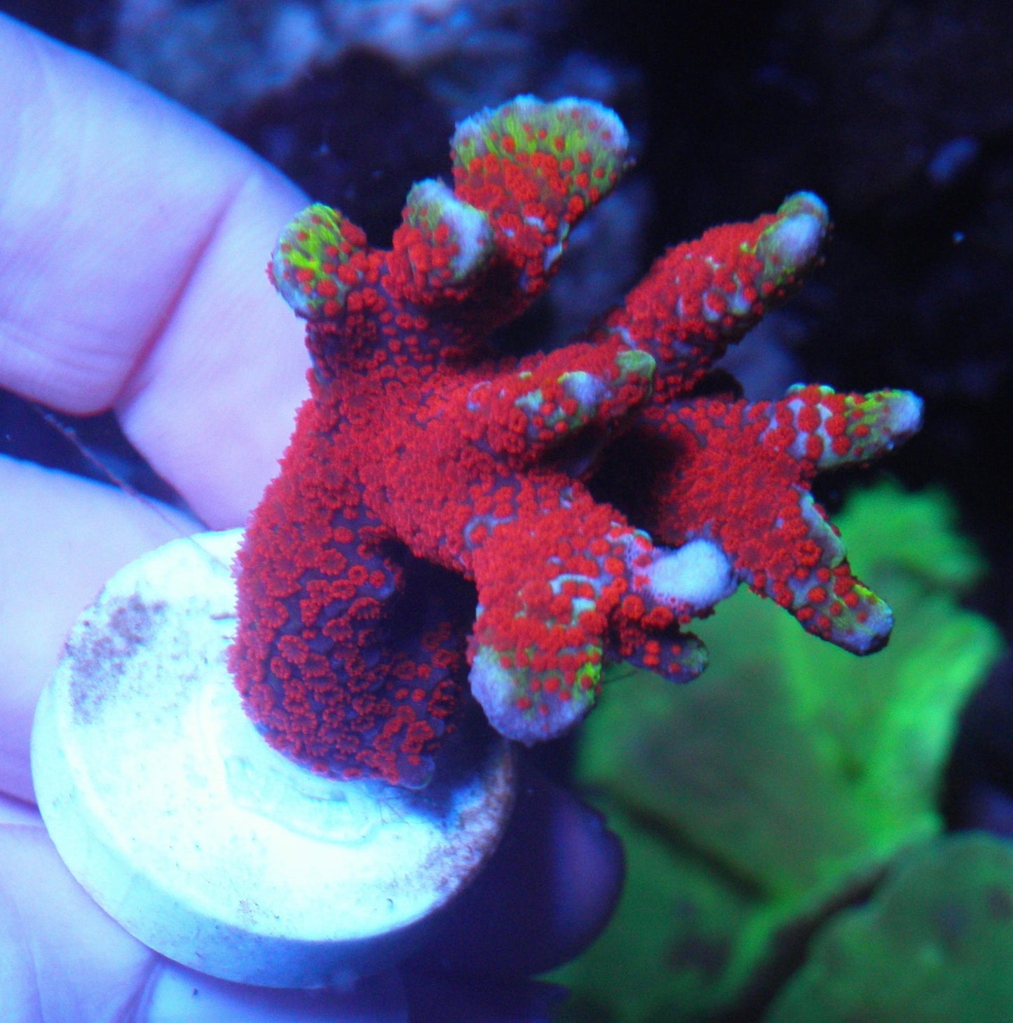 Intergalactic Rainbow Montipora digitata 2 - Reef Gardener