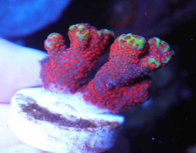 Intergalactic Rainbow Montipora digitata 3 - Reef Gardener