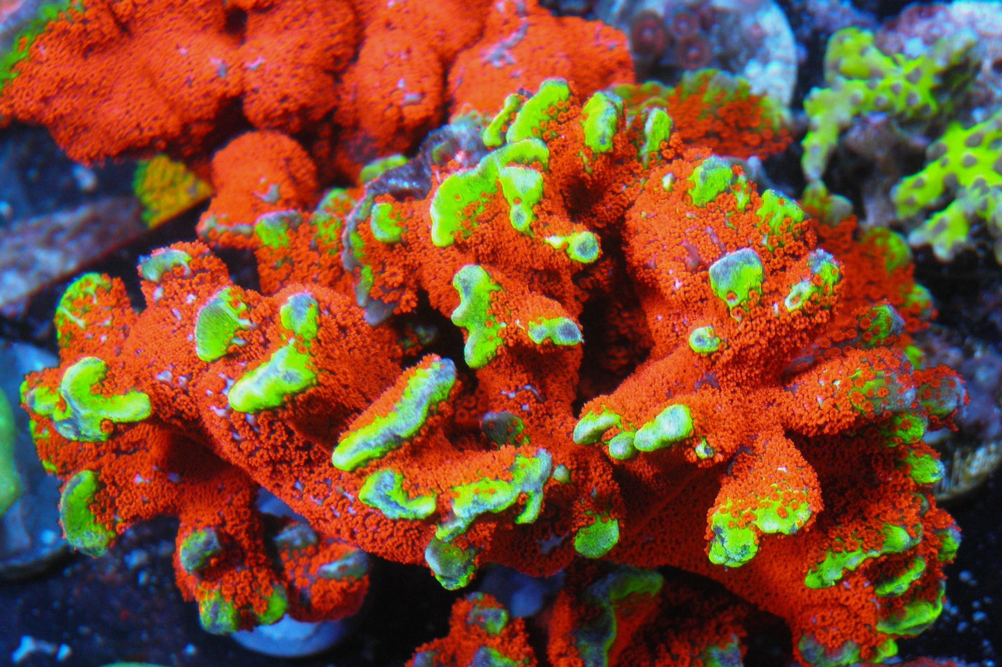 Intergalactic Rainbow Montipora digitata 4 - Reef Gardener