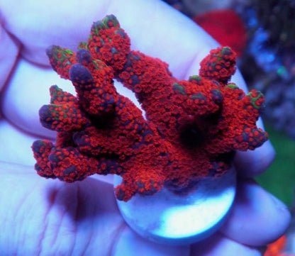 Intergalactic Rainbow Montipora digitata 4 - Reef Gardener