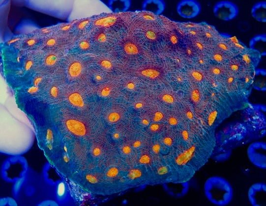 Jason Fox My Miami Chalice Coral Reef Saltwater Aquarium Fish - Reef Gardener