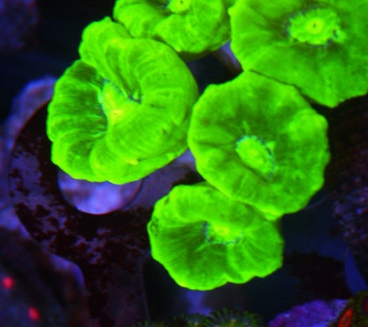 Kryptonite Trumpet LPS Beginner Coral Reef Aquarium Fish Tank 2 - Reef Gardener
