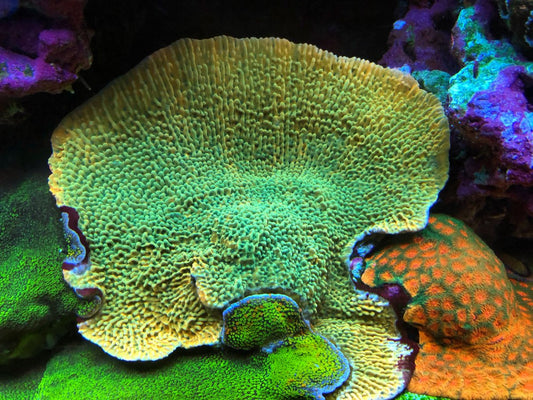 Kung Pow Montipora Sps Coral Reef Aquarium