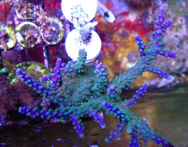 Larry Jackson Purple Tricolor Acropora SPS Coral Reef Aquarium 2 - Reef Gardener