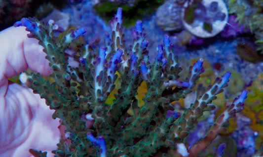 Larry Jackson Tricolor Acropora Beginner SPS Coral Reef Aquarium Fish Tank - Reef Gardener