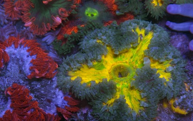 Lemon Rasta Rainbow Flower Rock Anemone Coral Reef Aquarium - Reef Gardener