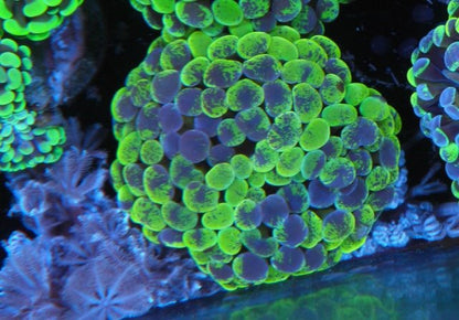 Lemon Violet Rainbow Splatter Hammer Coral Reef Euphyllia - Reef Gardener