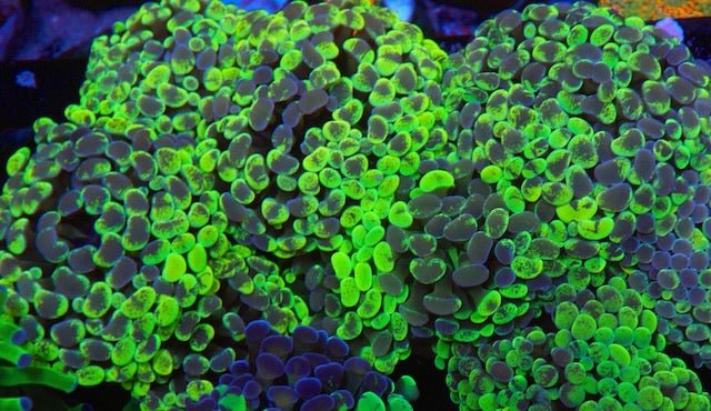 Lemon Violet Rainbow Splatter Hammer Coral Reef Euphyllia - Reef Gardener