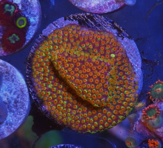Looney Tunes Rainbow Stylocoeniella Coral Reef Aquarium WWC - Reef Gardener
