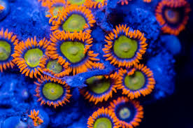 Mandarin Orange Zoanthids Zoas Coral Reef
