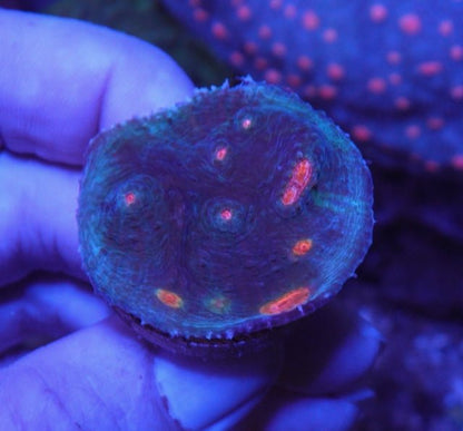 Miami Hurricane Chalice LPS Beginner Coral Reef Aquarium Fish Tank - Reef Gardener