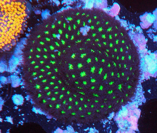 Mint Chocolate Leptastrea Coral Reef Aquarium Beginner - Reef Gardener