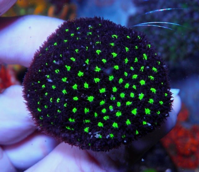 Mint Chocolate Leptastrea Coral Reef Aquarium Beginner - Reef Gardener