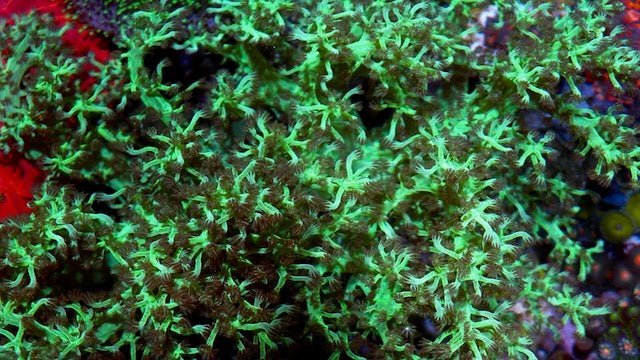 Neon Green Kenya Tree Leather Coral Tank - raised Beginner 2 - Reef Gardener