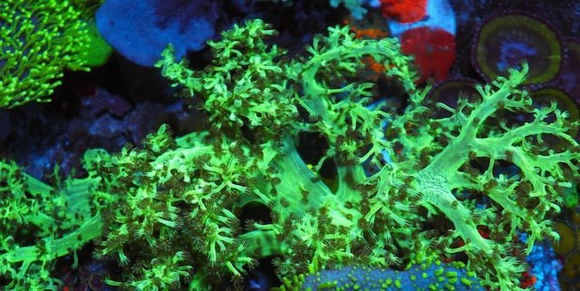 Neon Green Kenya Tree Leather Coral Tank - raised Beginner 2 - Reef Gardener