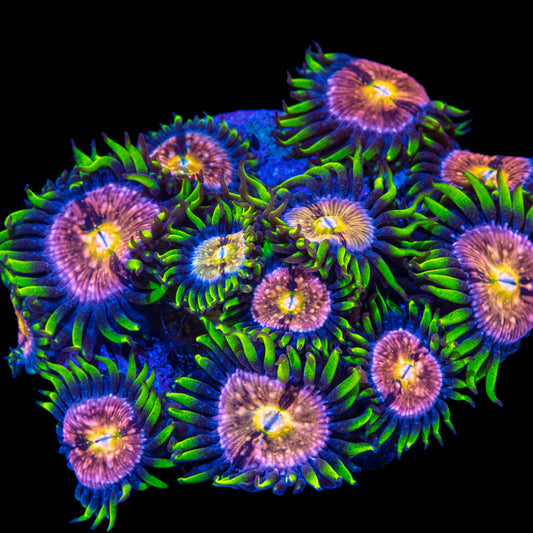 Nirvana Zoanthids Coral Saltwater Reef Aquarium
