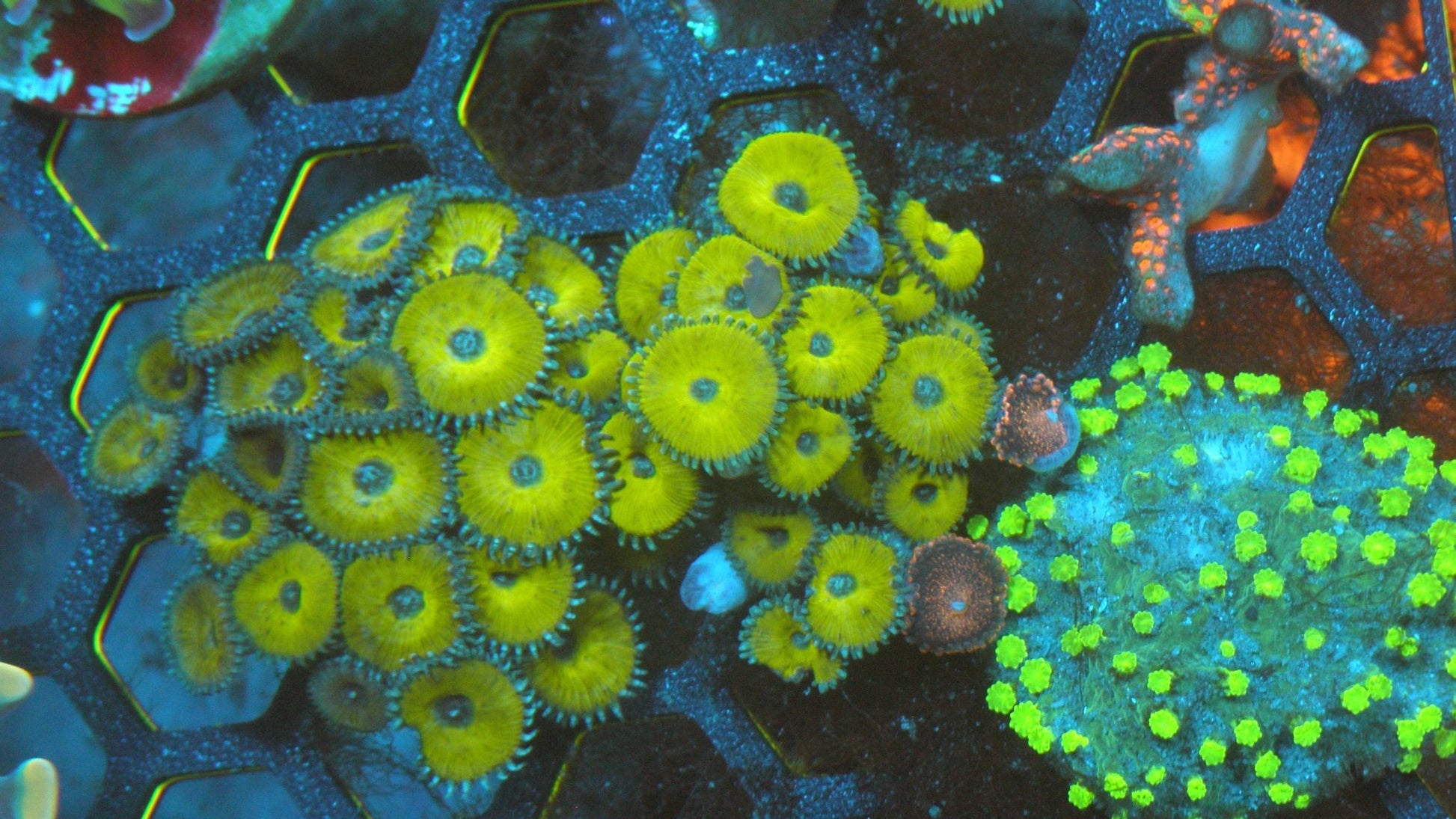 Nuclear Green Palythoa Zoanthids Big Coral Reef Beginner Softy - Reef Gardener