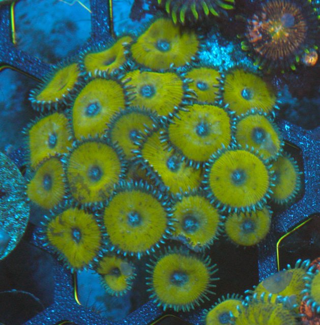 Nuclear Green Palythoa Zoanthids Big Coral Reef Beginner Softy - Reef Gardener