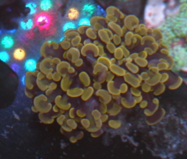 Orange Gold Hammerspawn Euphyllia Coral Reef LPS Aquarium - Reef Gardener