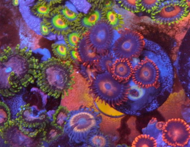 Orange Oxide Zoanthids Coral Reef Aquarium - Reef Gardener