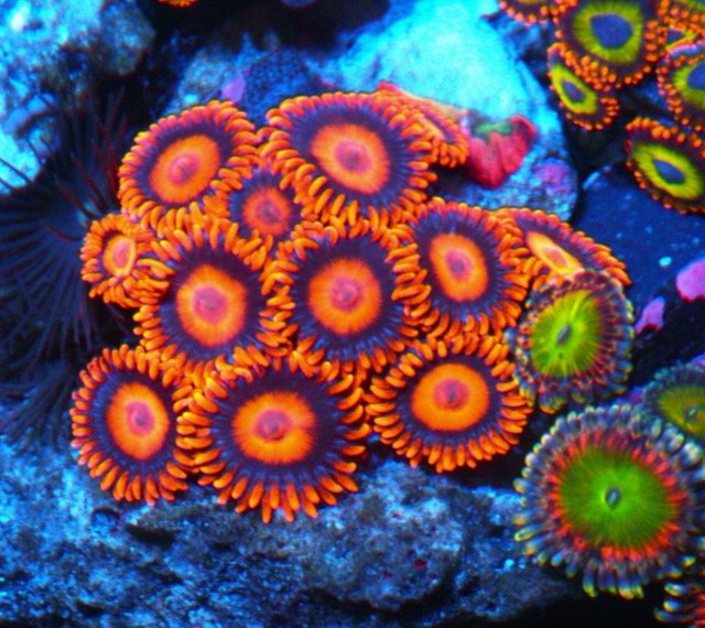 Orange Oxide Zoanthids Zoas Coral Reef Saltwater Aquarium - Reef Gardener