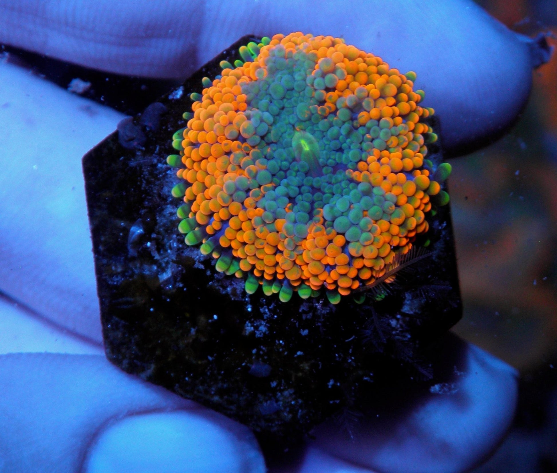 Orange Star Ricordea Coral Saltwater Aquarium - Reef Gardener