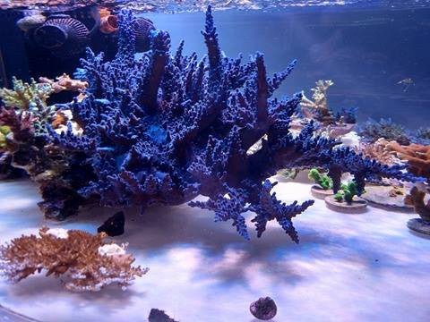 Big Oregon Blue Acropora Tortuosa Coral