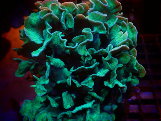 Alien Green Pavona Cactus Coral