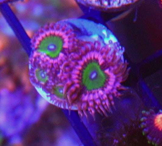 Pink Hippo Chuckies Bride Zoanthids Coral Reef Aquarium - Reef Gardener